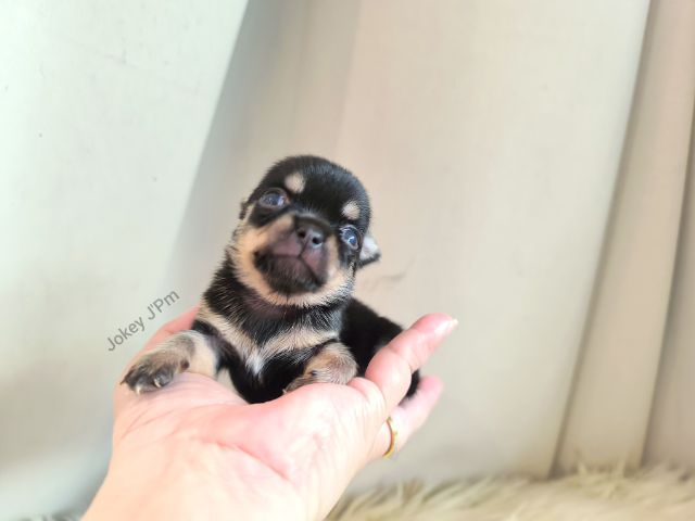 ชิวาวา (Chihuahua) เล็ก ❌ ติดจอง ❌ ชิวาวาแท้
