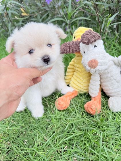 🐩ปอมเมอเรเนียน🚺เพศเมีย รูปที่ 3