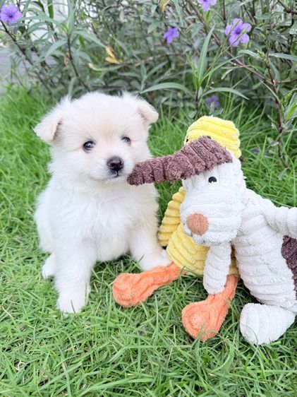 🐩ปอมเมอเรเนียน🚺เพศเมีย