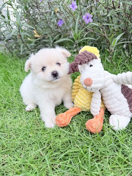🐩ปอมเมอเรเนียน🚺เพศเมีย รูปที่ 5