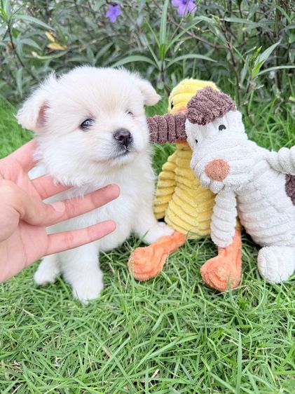 🐩ปอมเมอเรเนียน🚺เพศเมีย รูปที่ 4