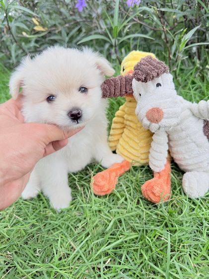 🐩ปอมเมอเรเนียน🚺เพศเมีย รูปที่ 2