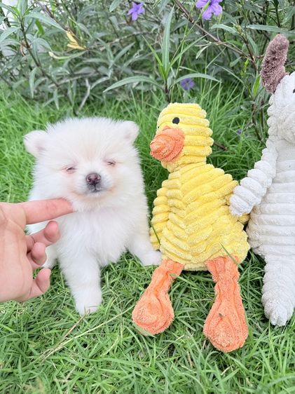 🐩ปอมเมอเรเนียน🚺เพศเมีย รูปที่ 2