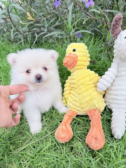 🐩ปอมเมอเรเนียน🚺เพศเมีย