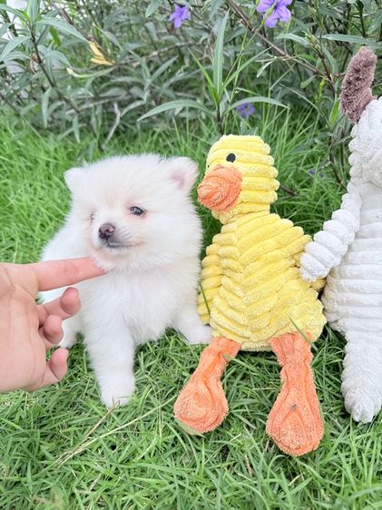 🐩ปอมเมอเรเนียน🚺เพศเมีย รูปที่ 3