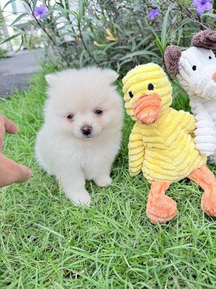 🐩ปอมเมอเรเนียน🚺เพศเมีย รูปที่ 4