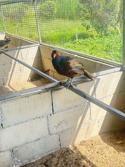 ไก่ฟ้าคอแหวนเขียว
