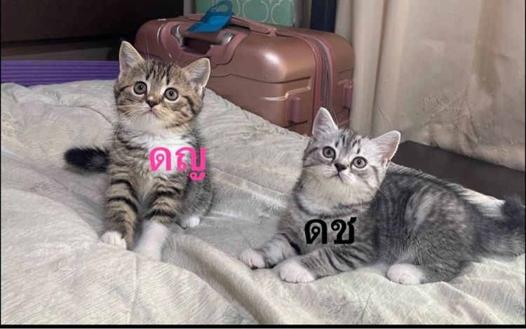 สก็อตติสลายสลิตเงินทอง รูปที่ 12