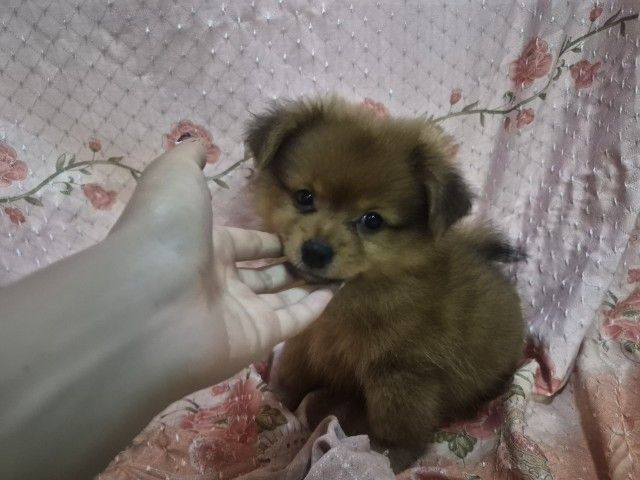 ปอมเมอเรเนียน (Pomeranian) เล็ก ขายน้องหมาปอม เพศผู้ 53วัน พระราม5