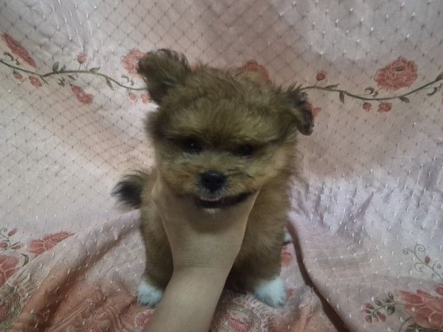 ปอมเมอเรเนียน (Pomeranian) เล็ก ขายน้องหมาปอม เพศผู้ 53วัน 