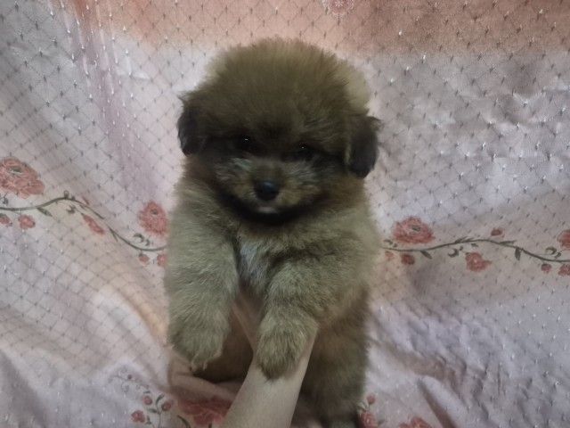 ปอมเมอเรเนียน (Pomeranian) เล็ก ขายหมาปอม สาวน้อย53วัน พระราม5