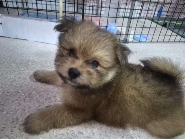 ปอมเมอเรเนียน (Pomeranian) เล็ก ขายน้องหมาปอม เพศผู้ 53วัน 