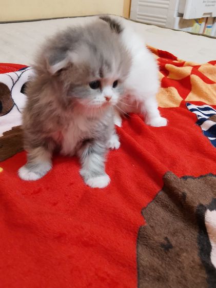 น้องแมวสก็อตติช รูปที่ 3