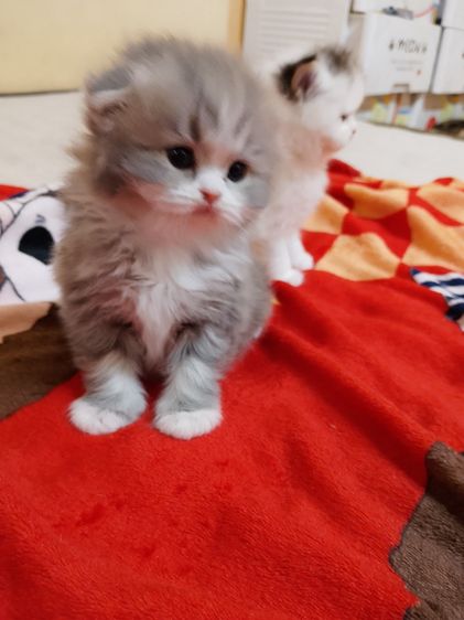 น้องแมวสก็อตติช รูปที่ 2