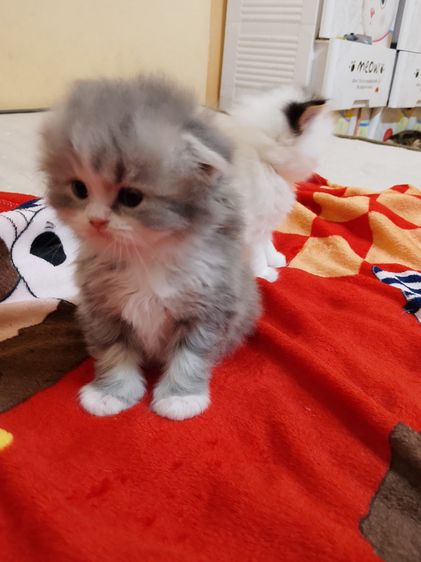 น้องแมวสก็อตติช รูปที่ 4