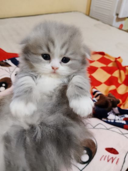 น้องแมวสก็อตติช รูปที่ 9