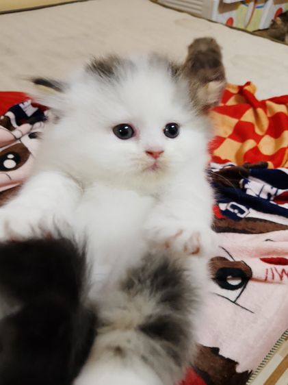 น้องแมวสก็อตติช รูปที่ 10