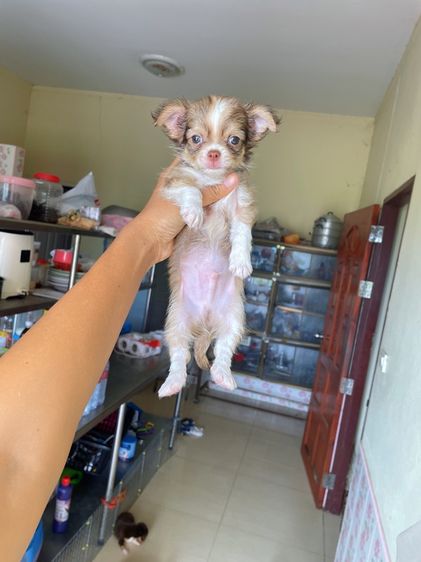 ชิวาวา (Chihuahua) ชิวาวาขนยาวแท้ ไซร์เล็ก เพศผู้