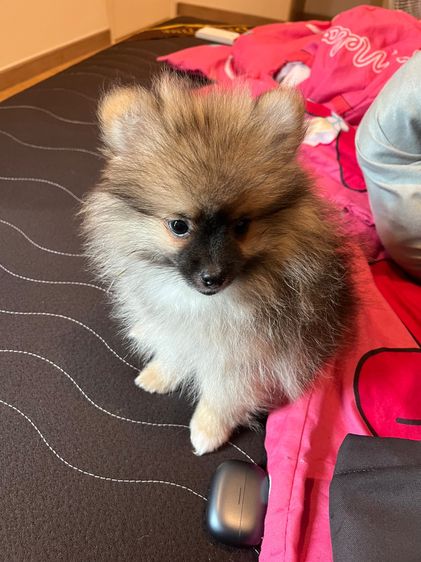 ปอมเมอเรเนียน (Pomeranian) เล็ก ลูกสุนัข
