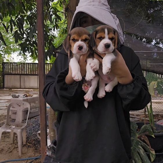 บีเกิล (Beagle) เล็ก ลูกสุนัขบีเกิ้ลผู้ ใบเพ็ด