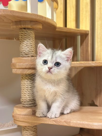 บริติช ชอร์ตแฮร์ (British Shorthair) บริติซ NS11 