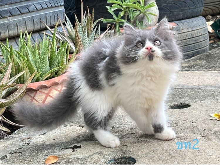 เปอร์เซีย (Persian) ลูกแมว พันธุ์เปอร์เซีย