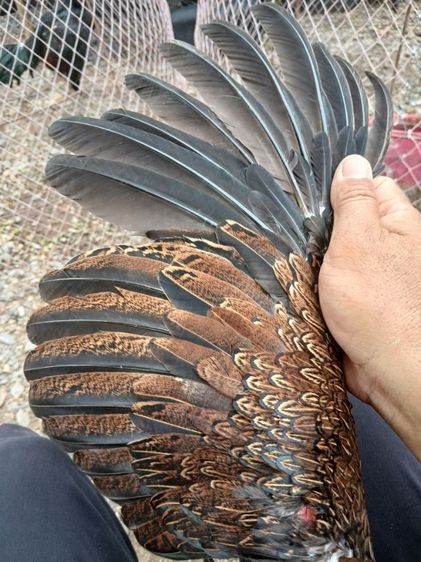 ไก่ รูปที่ 5