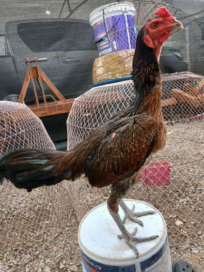 ไก่ รูปที่ 3