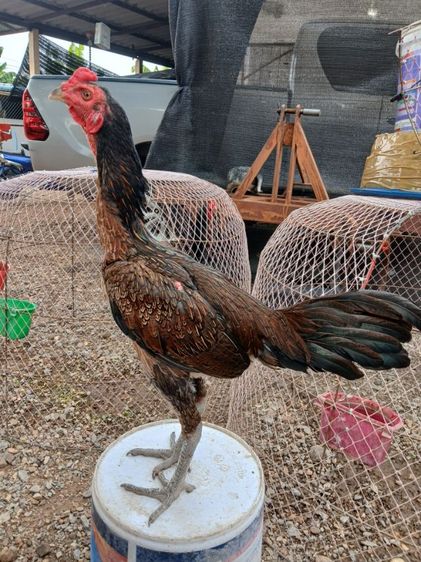 ไก่ รูปที่ 2