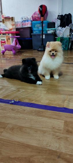น้องปอม รูปที่ 11