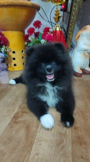 น้องปอม รูปที่ 3