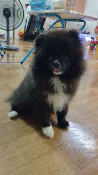 น้องปอม รูปที่ 14