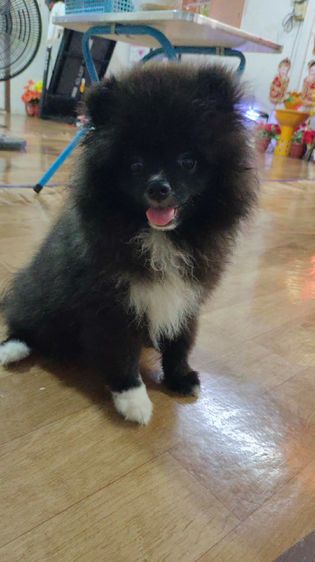 น้องปอม รูปที่ 12