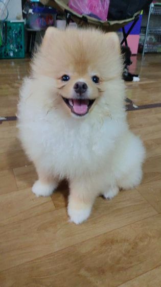 น้องปอม รูปที่ 7