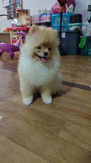 น้องปอม รูปที่ 10