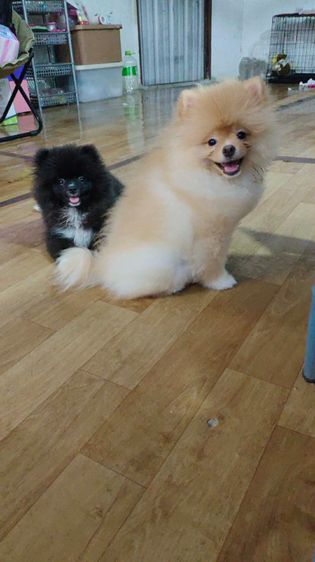 น้องปอม รูปที่ 4
