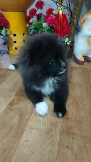 น้องปอม รูปที่ 2
