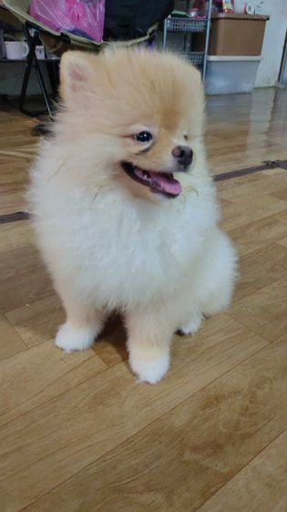น้องปอม รูปที่ 9