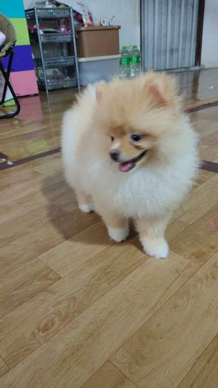 น้องปอม รูปที่ 6