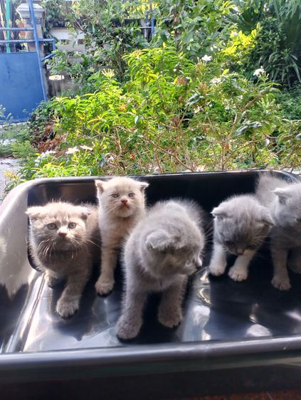 สก๊อติช อายุ 2 เดือน ราคา 6500