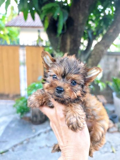 ยอร์คเชียร์ เทอร์เรีย (Yorkshire Terrier) เล็ก ยอร์คเชียร์เทอร์เรียเพศผู้ ส่งฟรีทุกจังหวัด