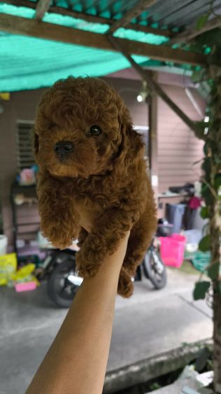 พุดเดิ้ล (Poodle) เล็ก พุดเดิ้ลทอยสีน้ำตาลแดงๆ หน้าตุ๊ดตา เกรดAAA