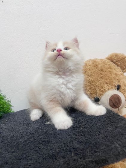 น้องเปอร์เซียสีครีม