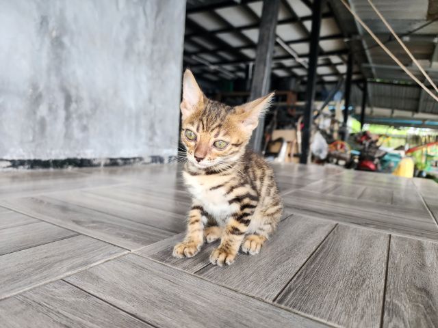 ลูกแมวเบงกอล รูปที่ 3