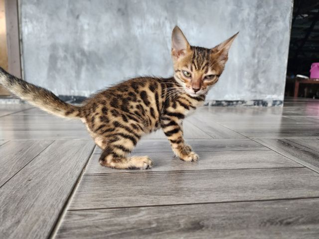 เบงกอล (Bengal House Cat) ลูกแมวเบงกอล
