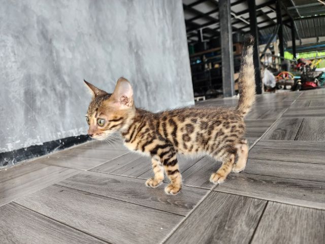 ลูกแมวเบงกอล รูปที่ 7