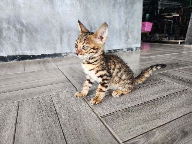 ลูกแมวเบงกอล รูปที่ 2