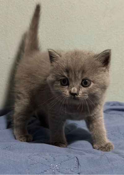 สก็อตติช โฟลด์ (Scottish Fold) แมว สก็อตติช หญิง สีบลู นนทบุรี