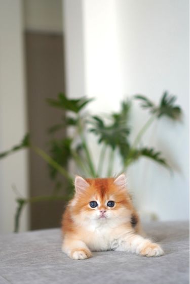 บริติช ชอร์ตแฮร์ (British Shorthair) เด็กหญิงหน้าหวาน