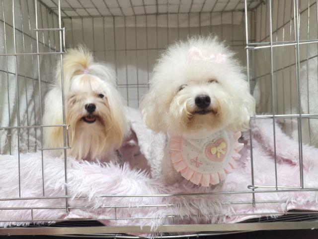 มอลทีส (Maltese) เล็ก เปิดจองมอลติพู  ผู้ เมีย 